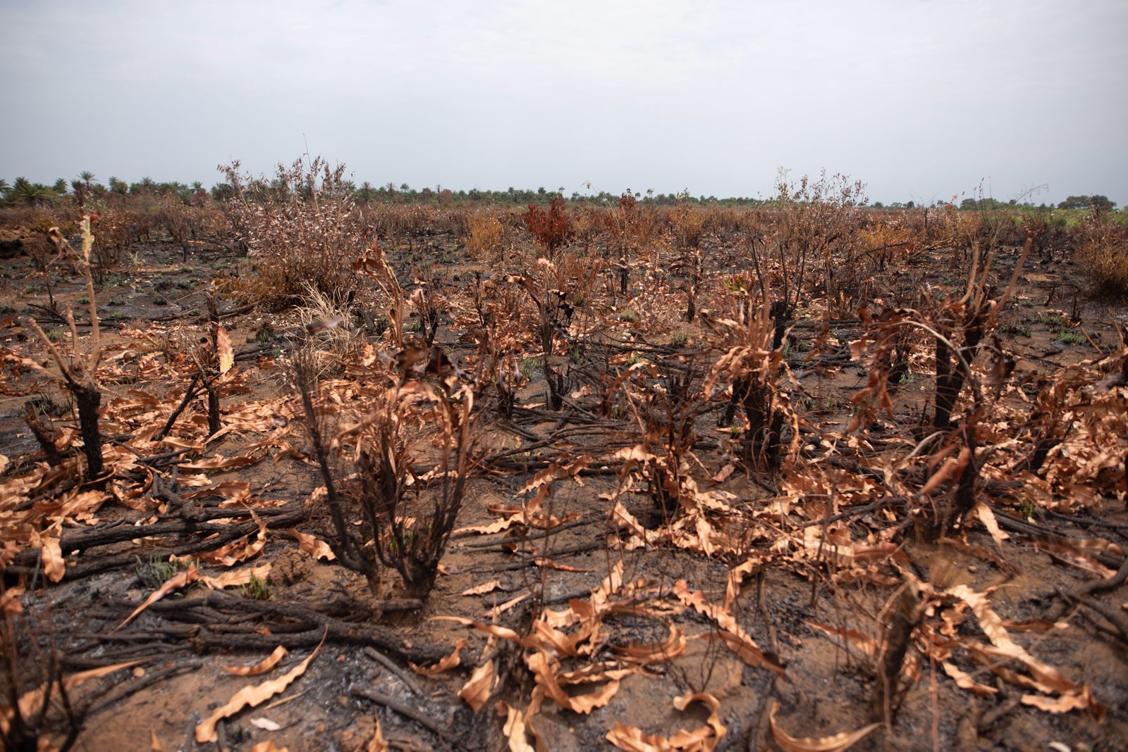 ‘Saviour of carbon markets’ faces questions over African land rights